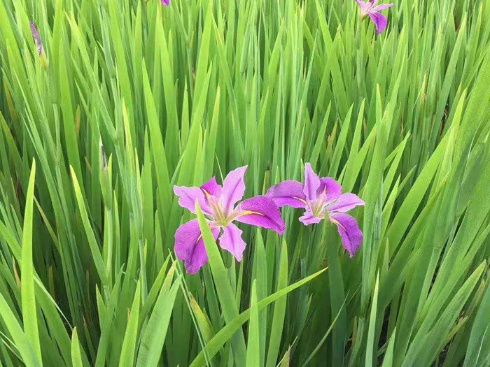 水生鸢尾 